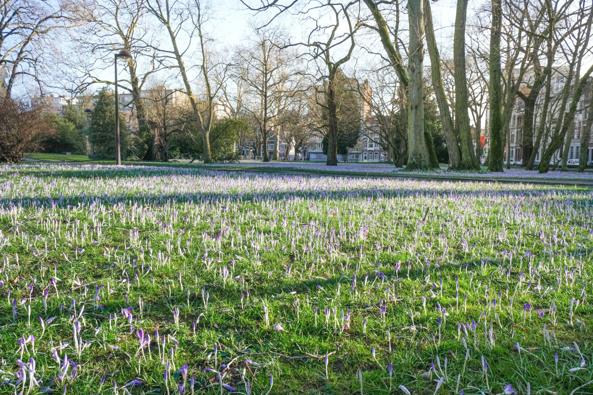 Un magnifique tapis de milliers de crocus sur les pelouses du jardin botanique