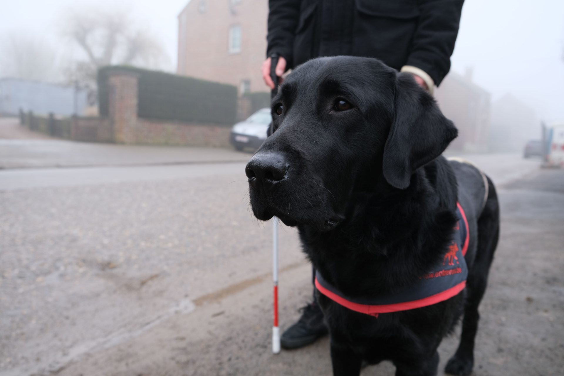 Opération Violettes en faveur des chiens guides: on peut tout faire en ligne