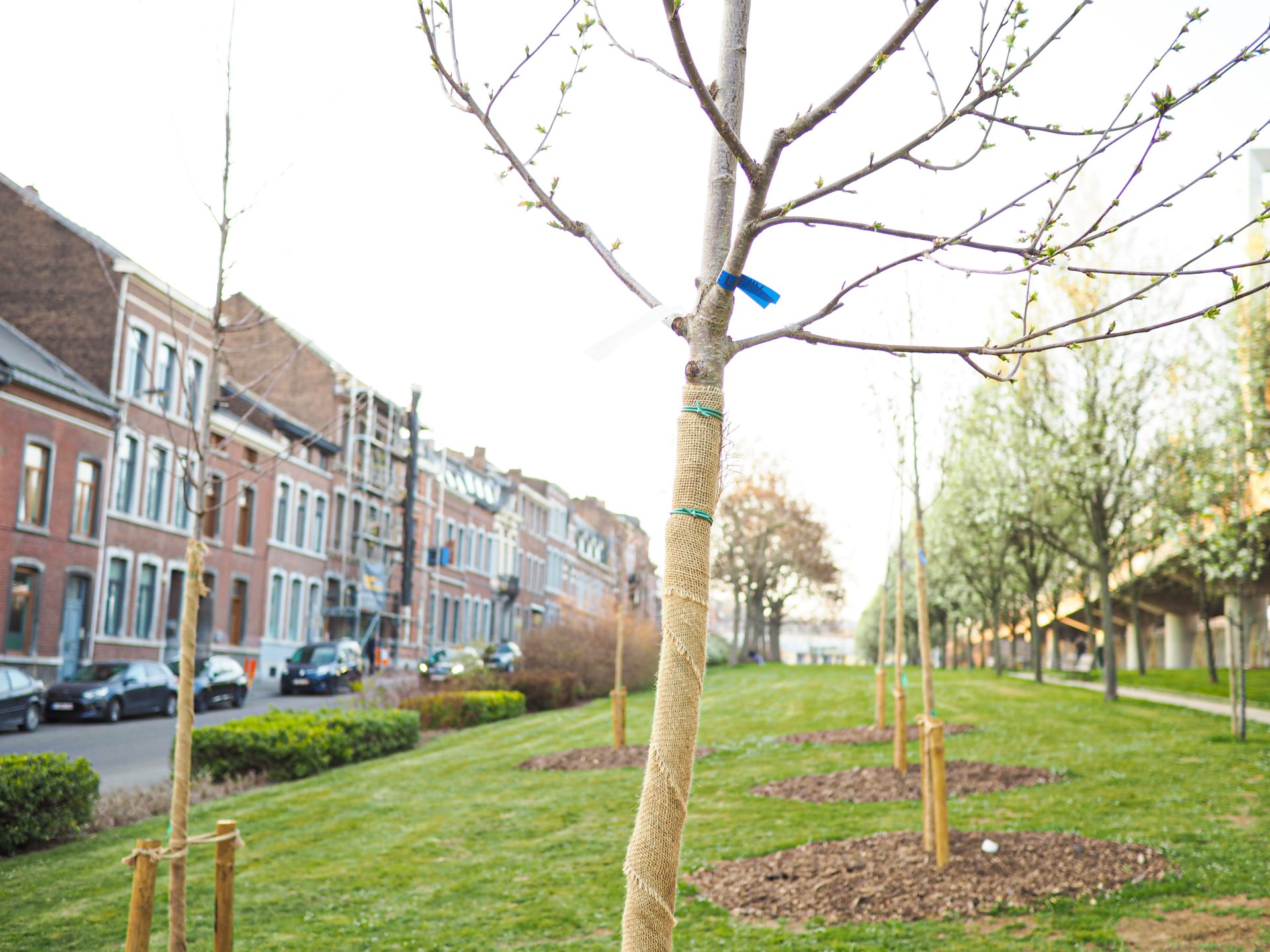 La Ville annonce la (re)plantation de 1200 arbres durant la saison 2021/2022