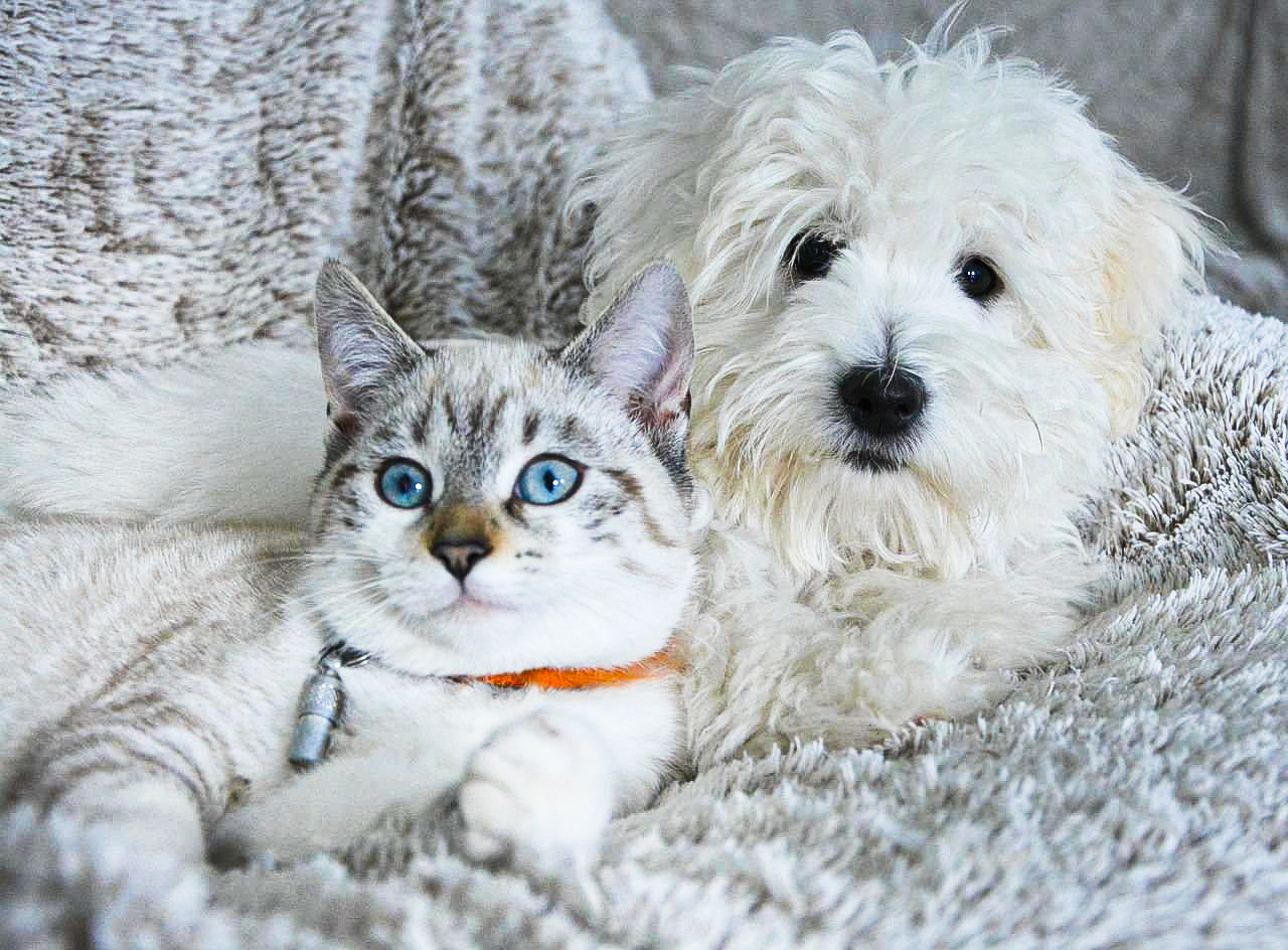 Un tout premier salon destiné aux animaux de compagnie organisé mi-mai à Seraing
