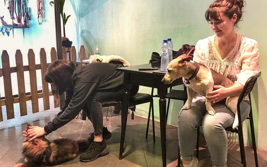 The first dog café in Liège has closed boulevard d'Avroy