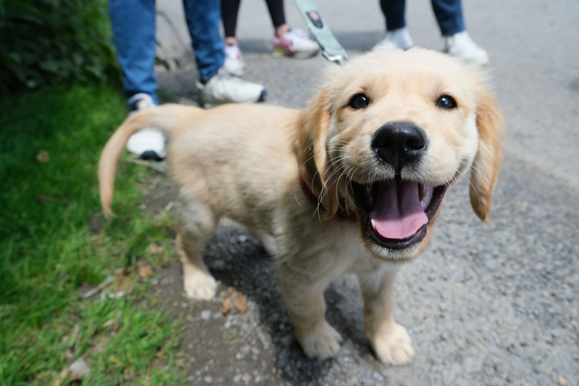 Chiot guide pour personnes déficientes visuelles cherche foyer