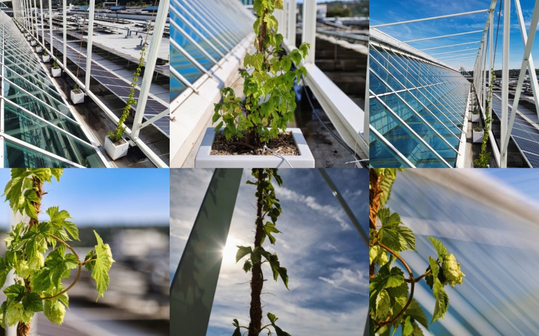 Du houblon sur le toit du shopping Belle-Île