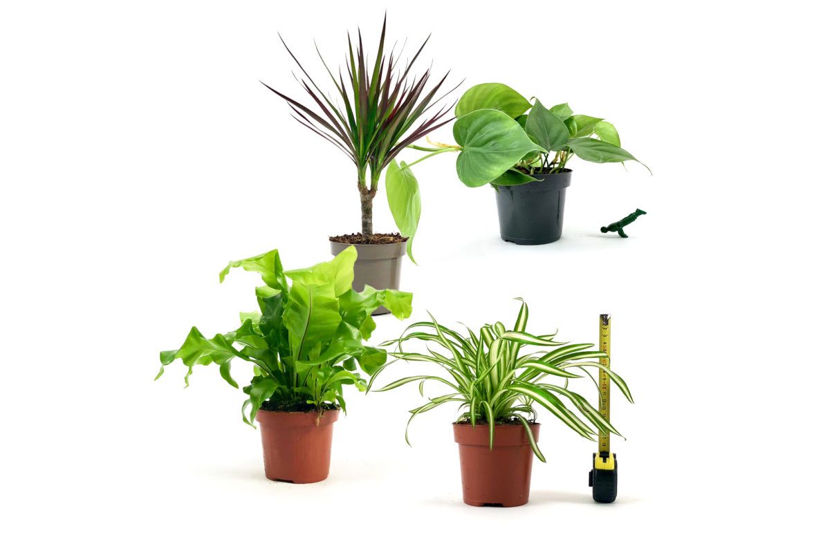 Grande vente événementielle de plantes éco-responsable à prix modérés