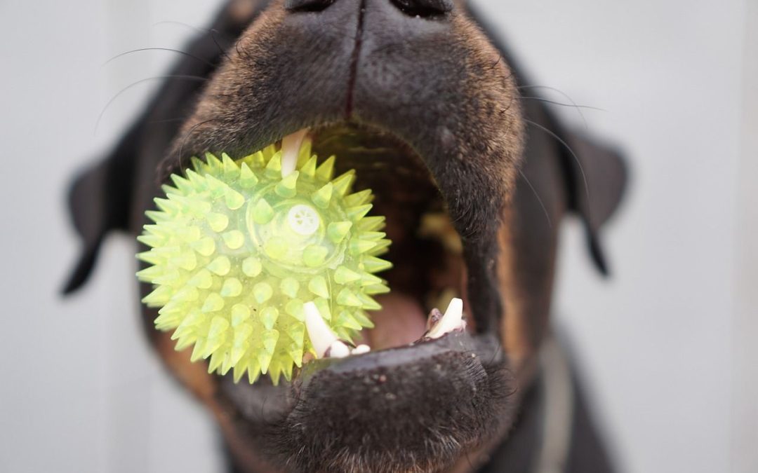 Collecte de dons de nourriture et de jouets animaliers