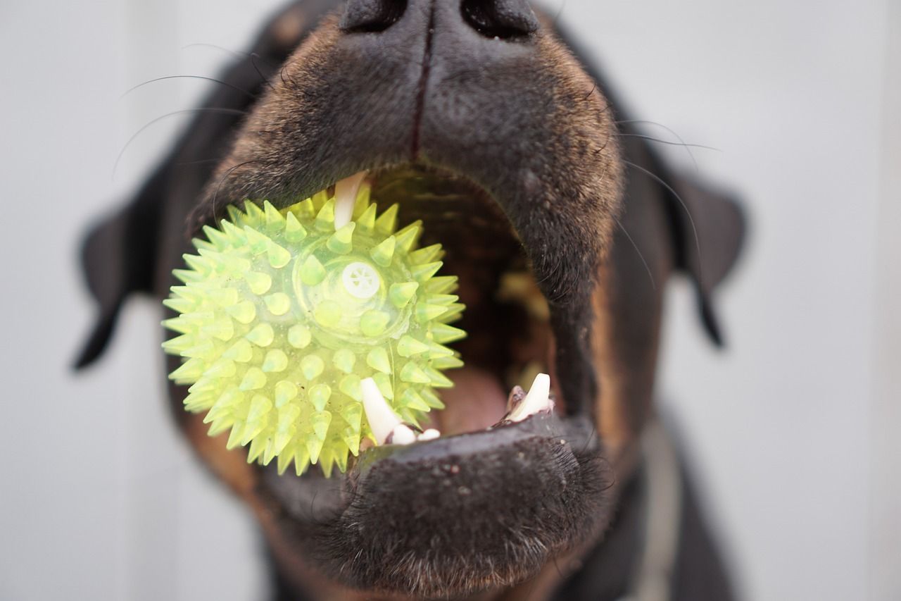 Collecte de dons de nourriture et de jouets animaliers