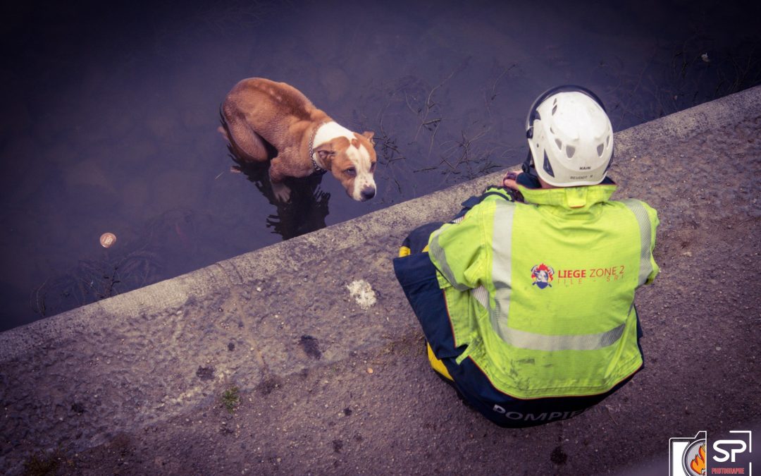 Firefighters rescue a frozen dog from the Meuse in Tilleur