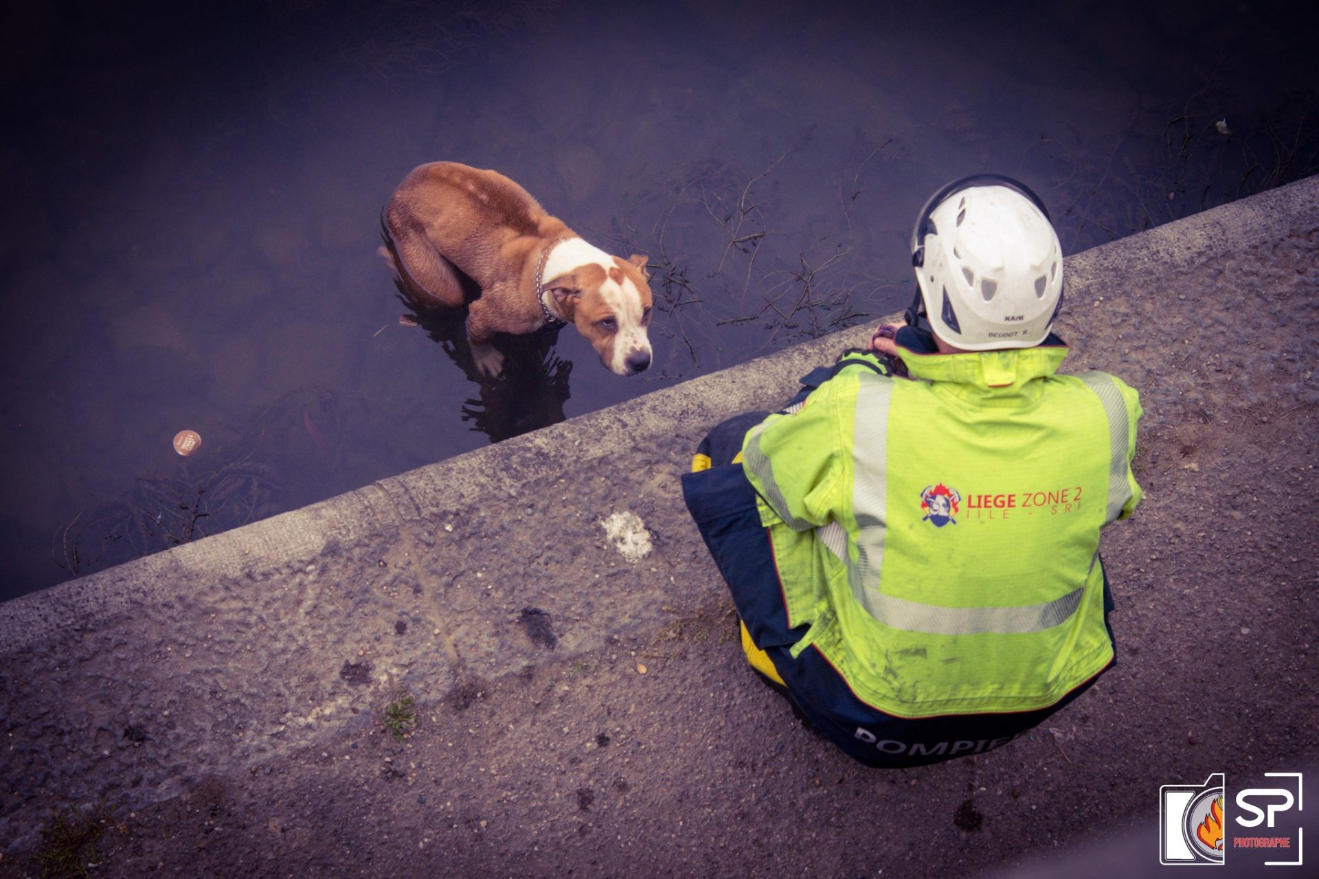 Les pompiers repêchent un chien frigorifié dans la Meuse à Tilleur