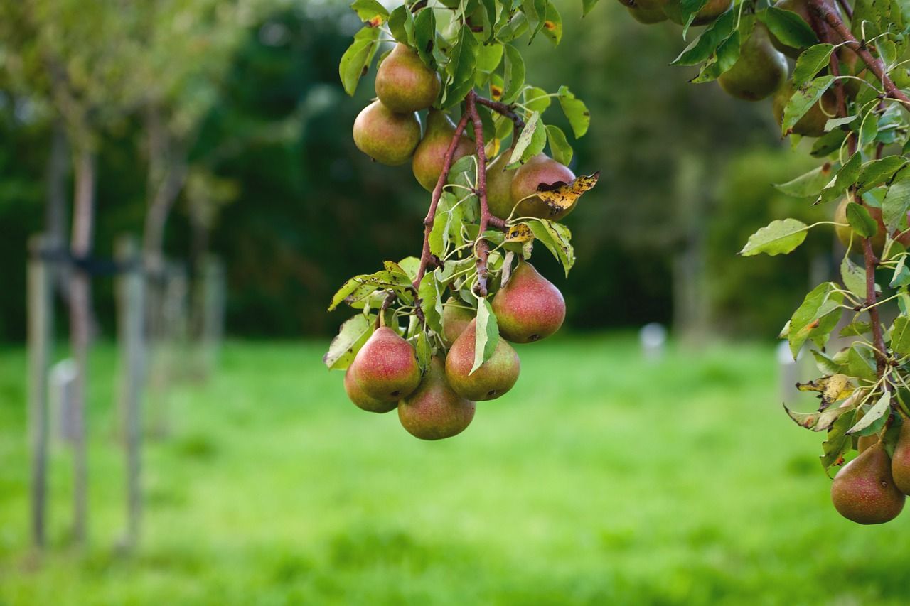 Distribution gratuite d’arbres et de petits fruitiers