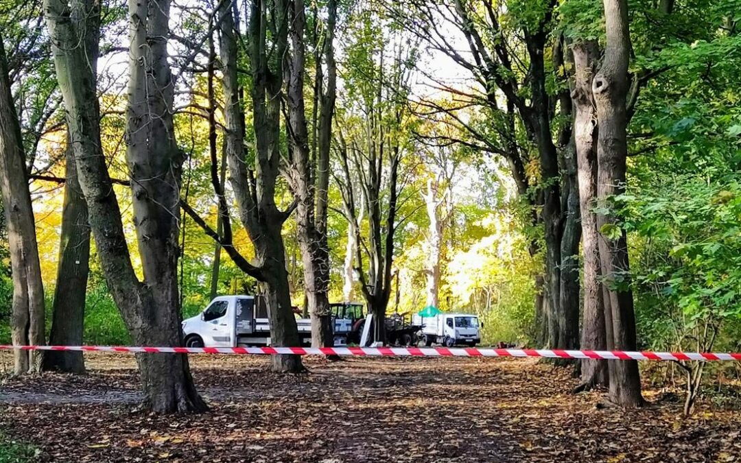 100 arbres doivent être abattus à trois endroits: Cointe, la Chartreuse et les Coteaux