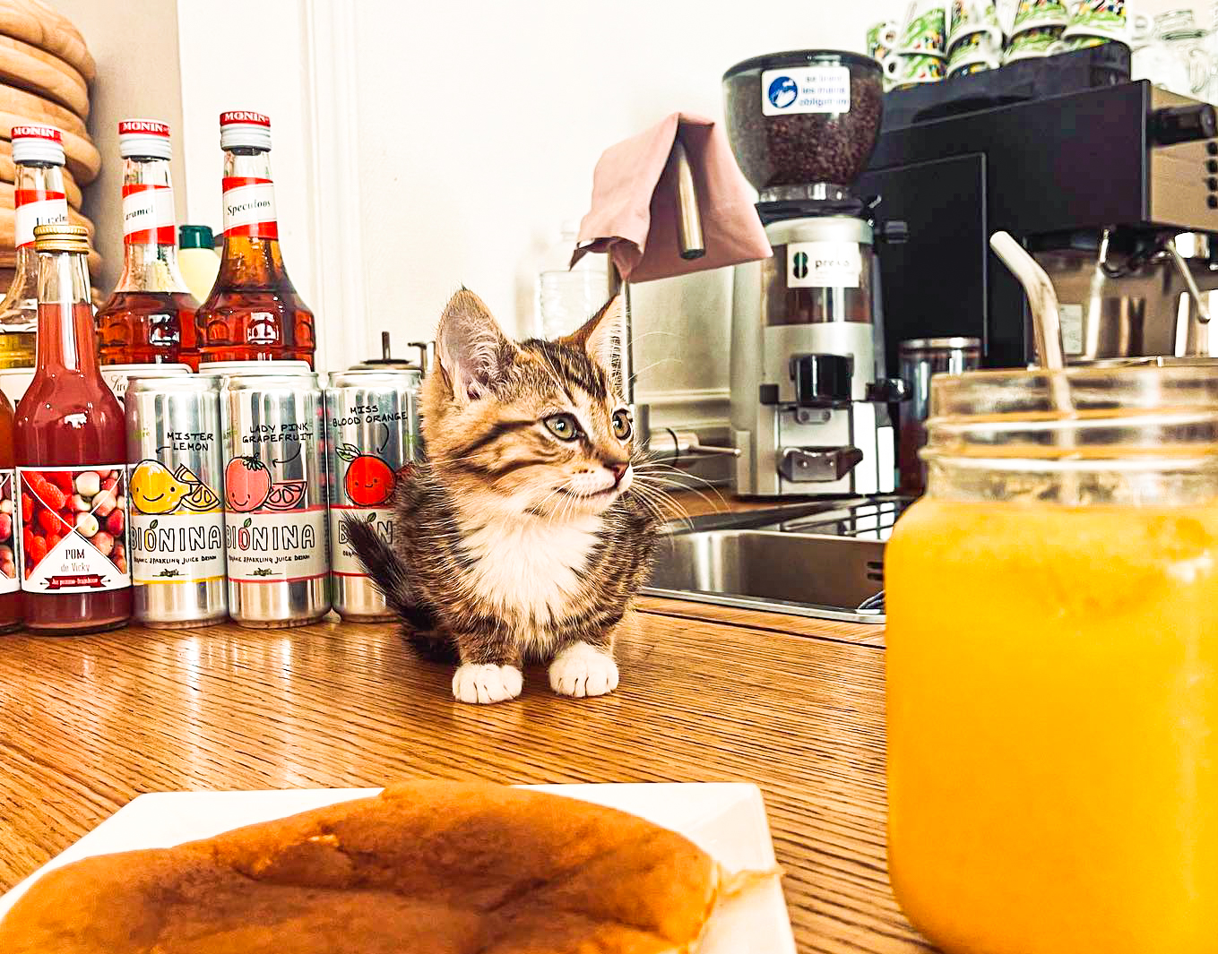 La bar à chats de la rue des Clarisses est contraint de fermer et cherche un repreneur