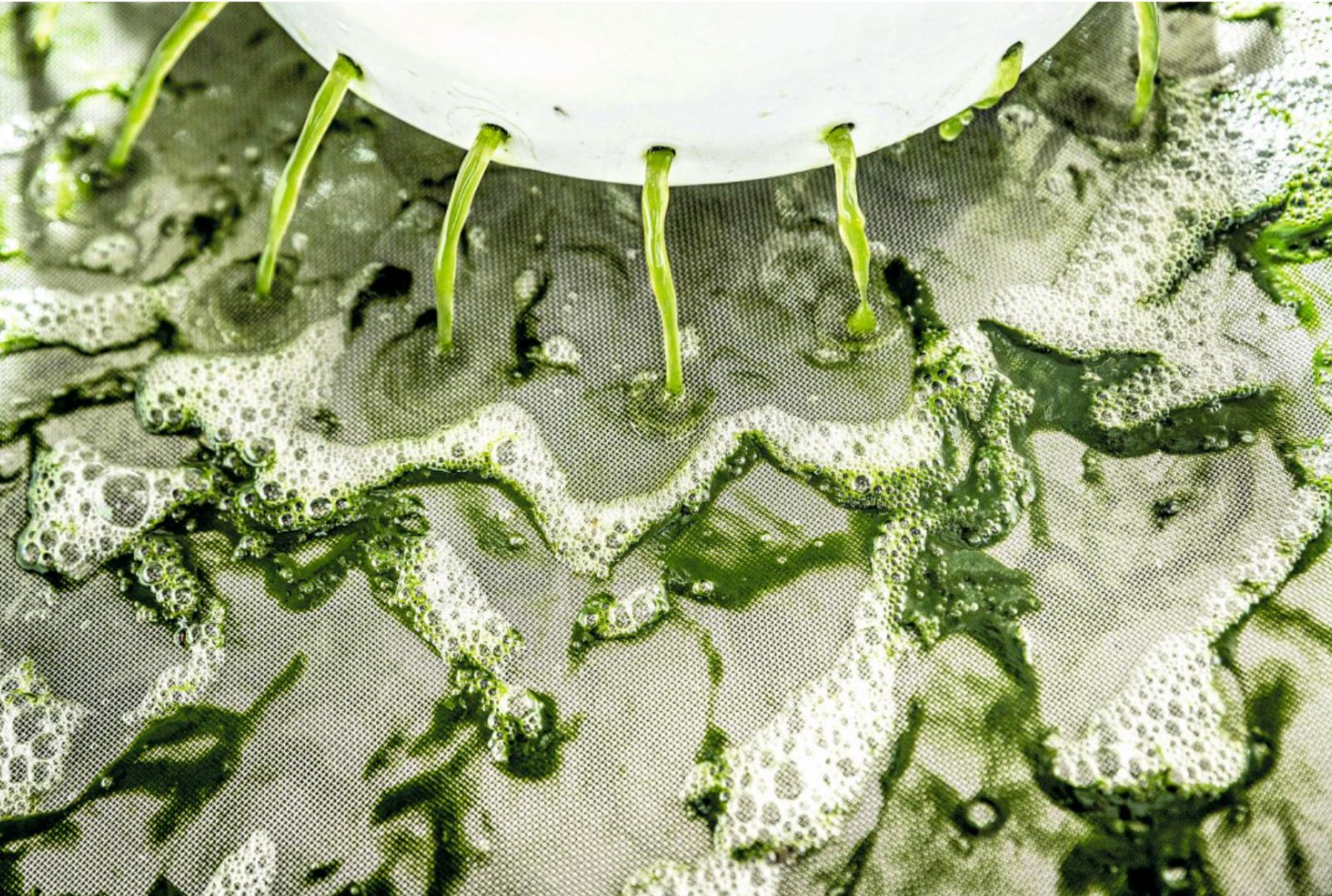 Une usine d’aliments à base de microalgues devrait voir le jour sur un site de 10.000m² à Grâce-Hollogne