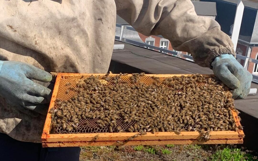 La Ville de Seraing offre 100 pots de miel communal