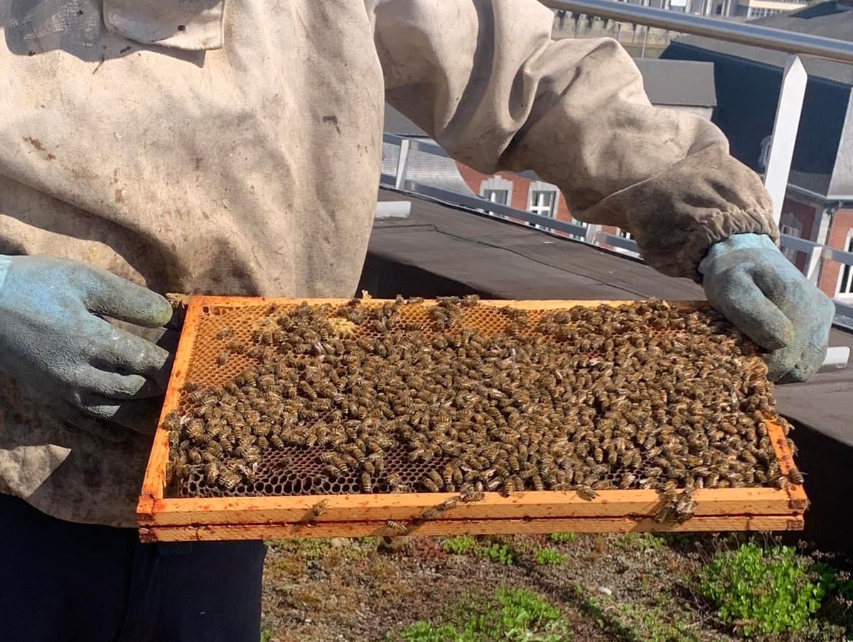 La Ville de Seraing offre 100 pots de miel communal