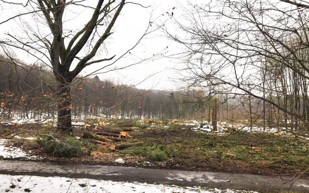 1,3 hectare d’arbres abattus au Sart-Timan, près du CHU et il y en aura encore: voici pourquoi