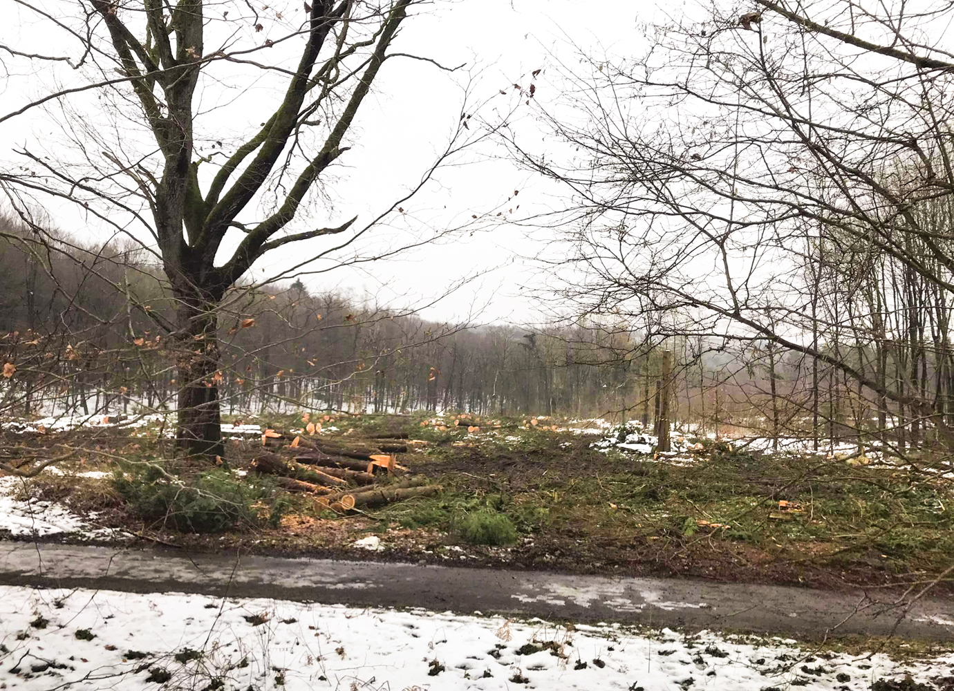 1,3 hectare d’arbres abattus au Sart-Timan, près du CHU et il y en aura encore: voici pourquoi
