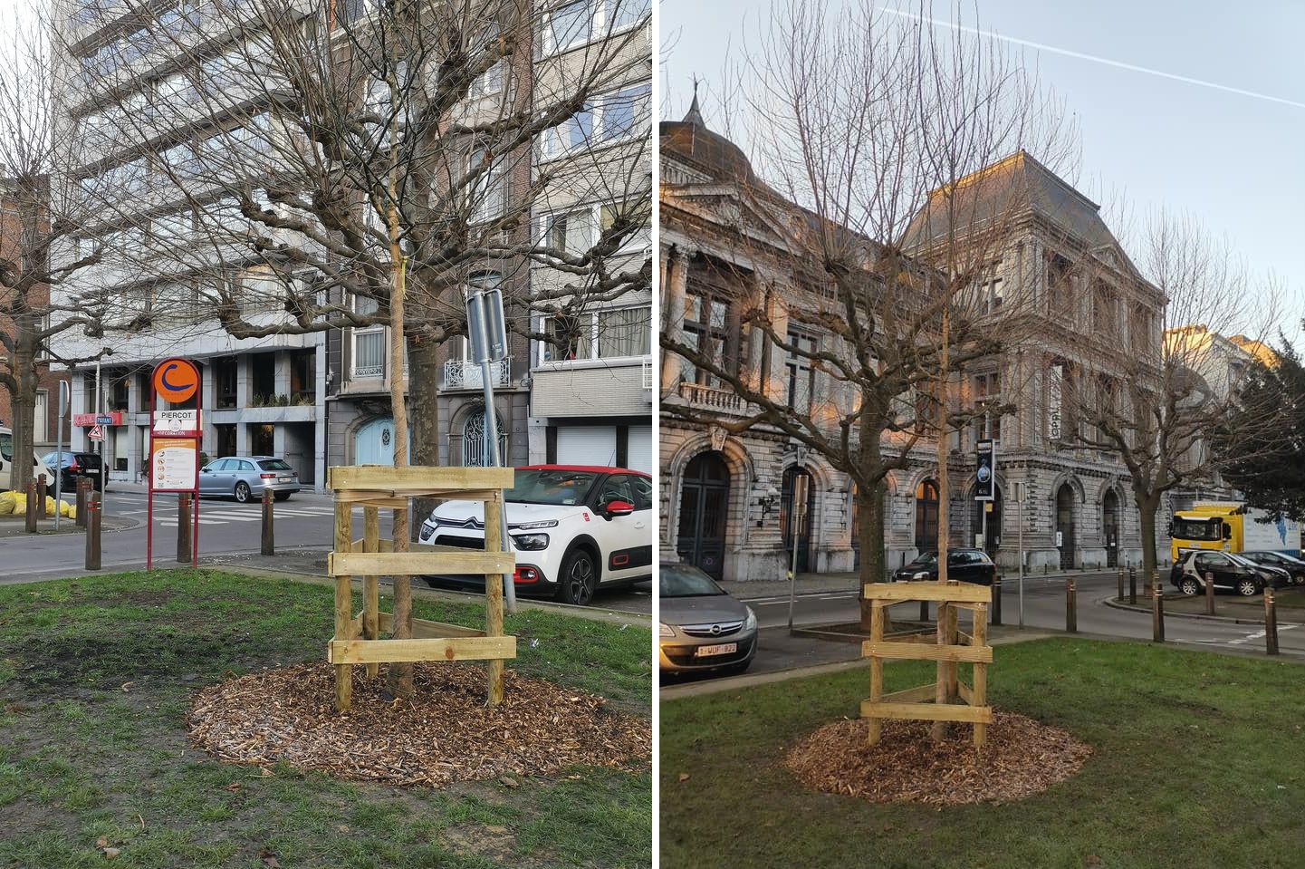 20 sophoras du Japon plantés sur le boulevard Piercot