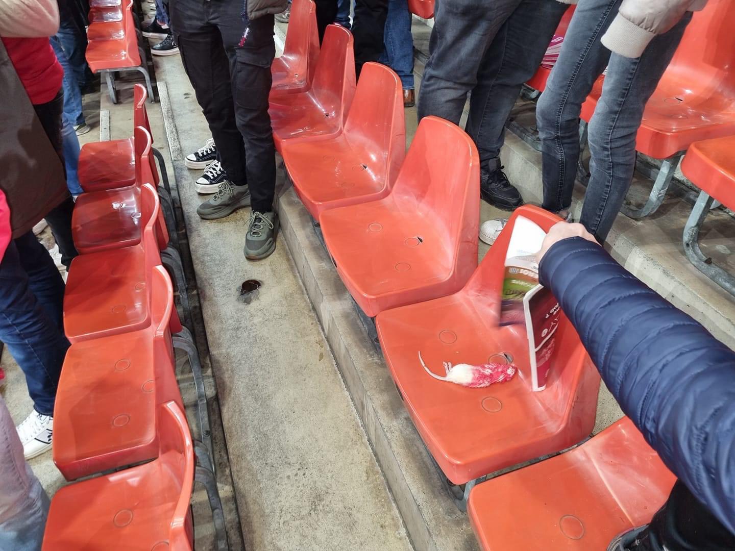 Rats morts retrouvés dans les tribunes du stade du Standard: les ultras de Charleroi réagissent avec humour