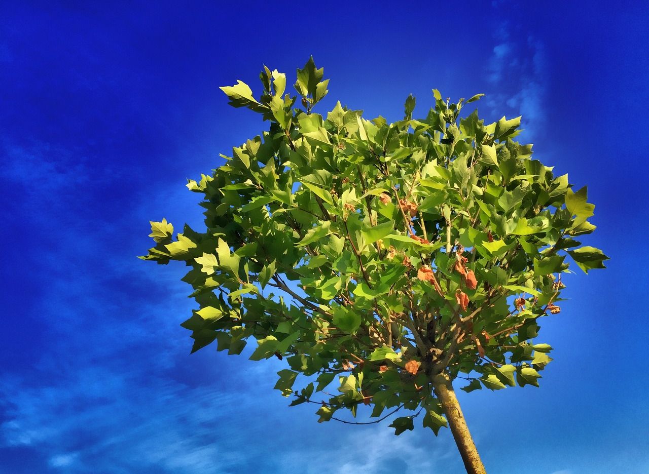 Si vous souhaitez recevoir gratuitement un arbre à planter en novembre, il est temps de le réserver