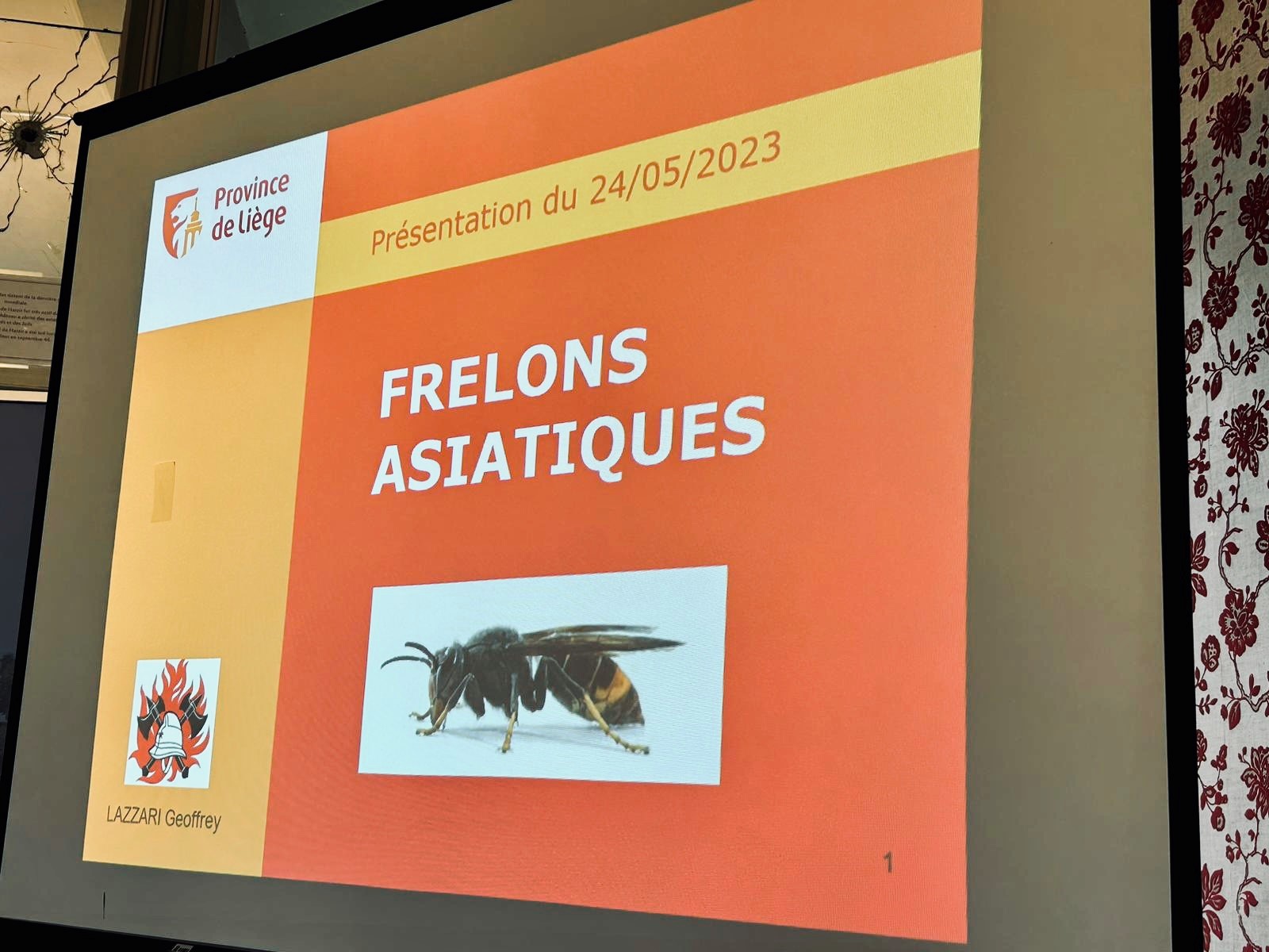 La Province informe sur la problématique du frelon asiatique