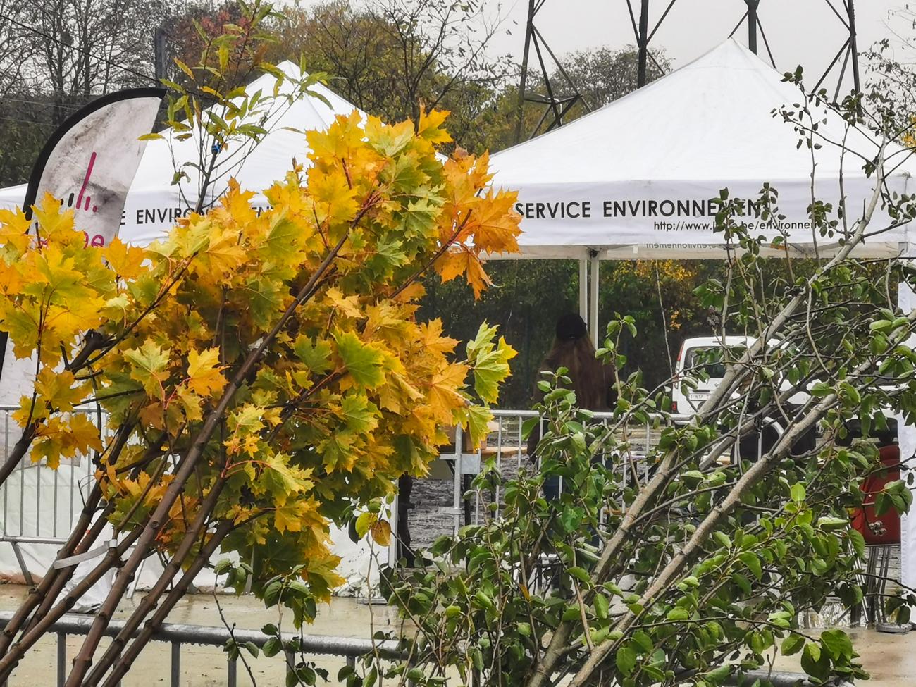 Réservez gratuitement un arbre à planter dans votre jardin fin novembre avec des petits fruitiers