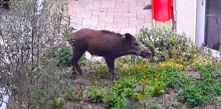 Trop de sangliers: la chasse en battue est prolongée