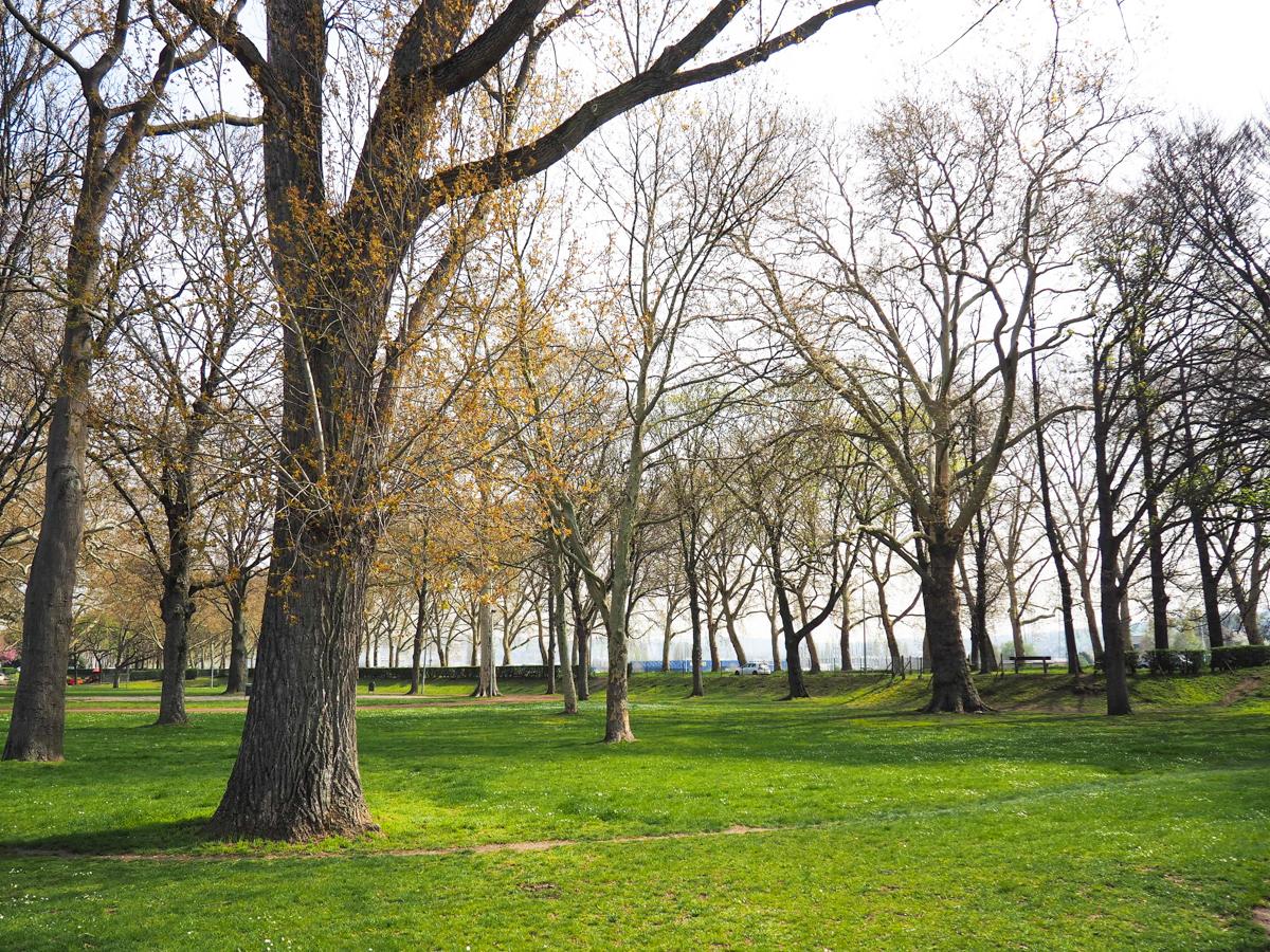 580 nouveaux arbres et 500 de remplacement doivent être plantés à Liège d’ici 2024