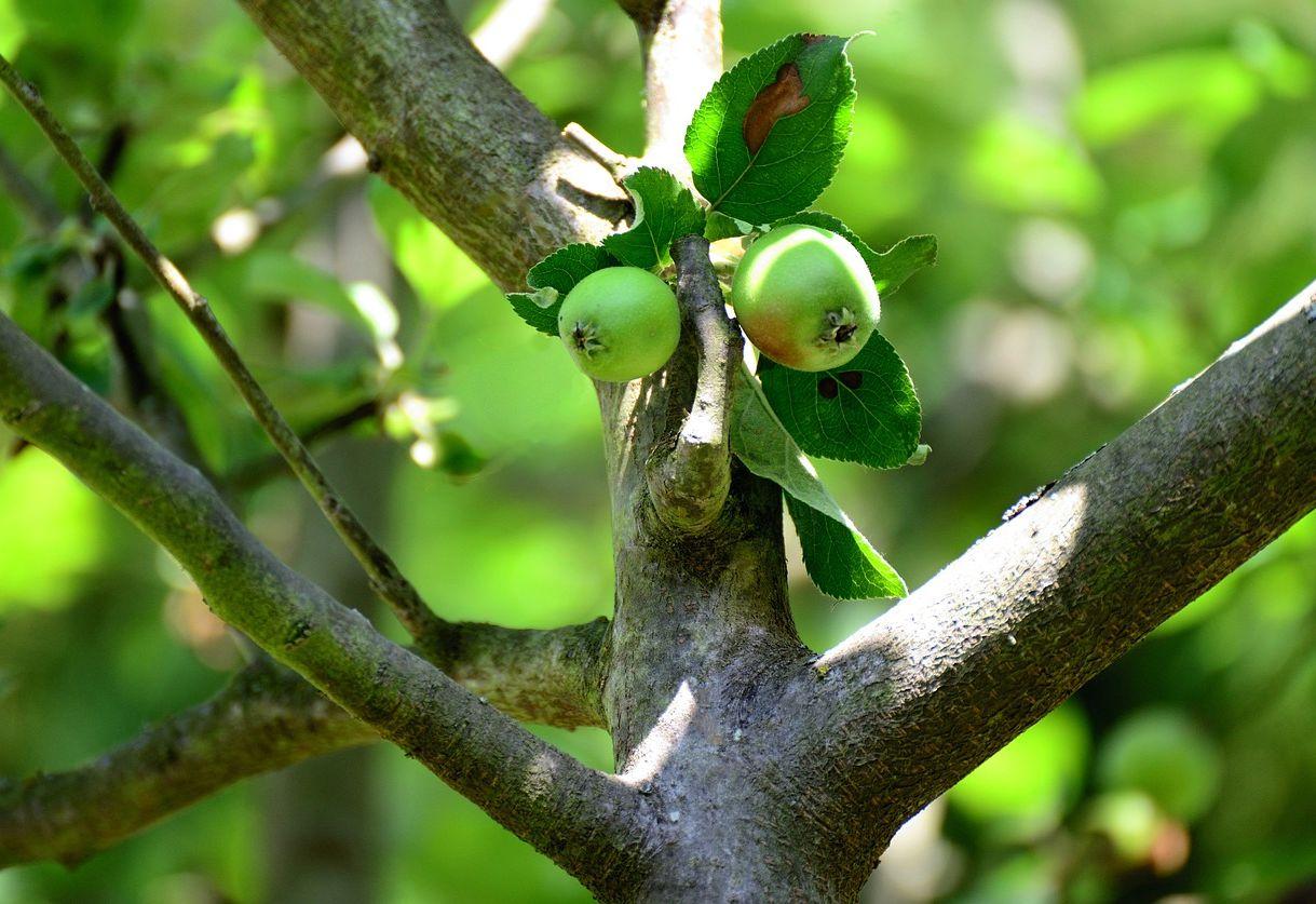 Distribution gratuite d’arbres et de petits fruitiers ce week-end