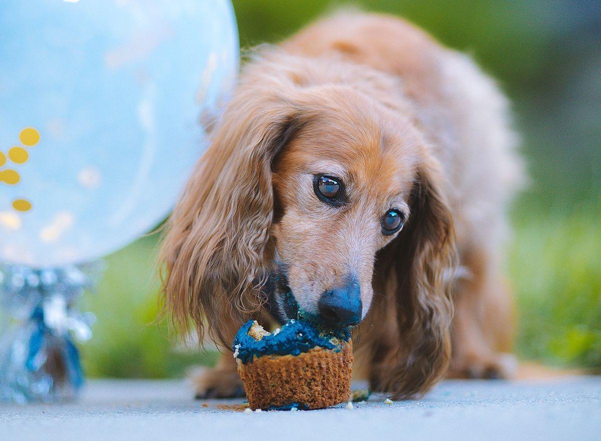 Repas de Noël pour les chiens des personnes bénéficiaires du Resto du coeur