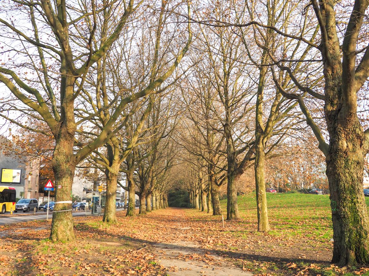 Les 75 arbres qui devaient être abattus pour le tram à Coronmeuse bénéficient d’un sursis