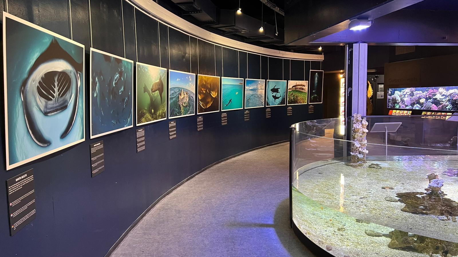 Des éclairages LED à l’aquarium, pour reproduire le cycle jour/nuit des poissons