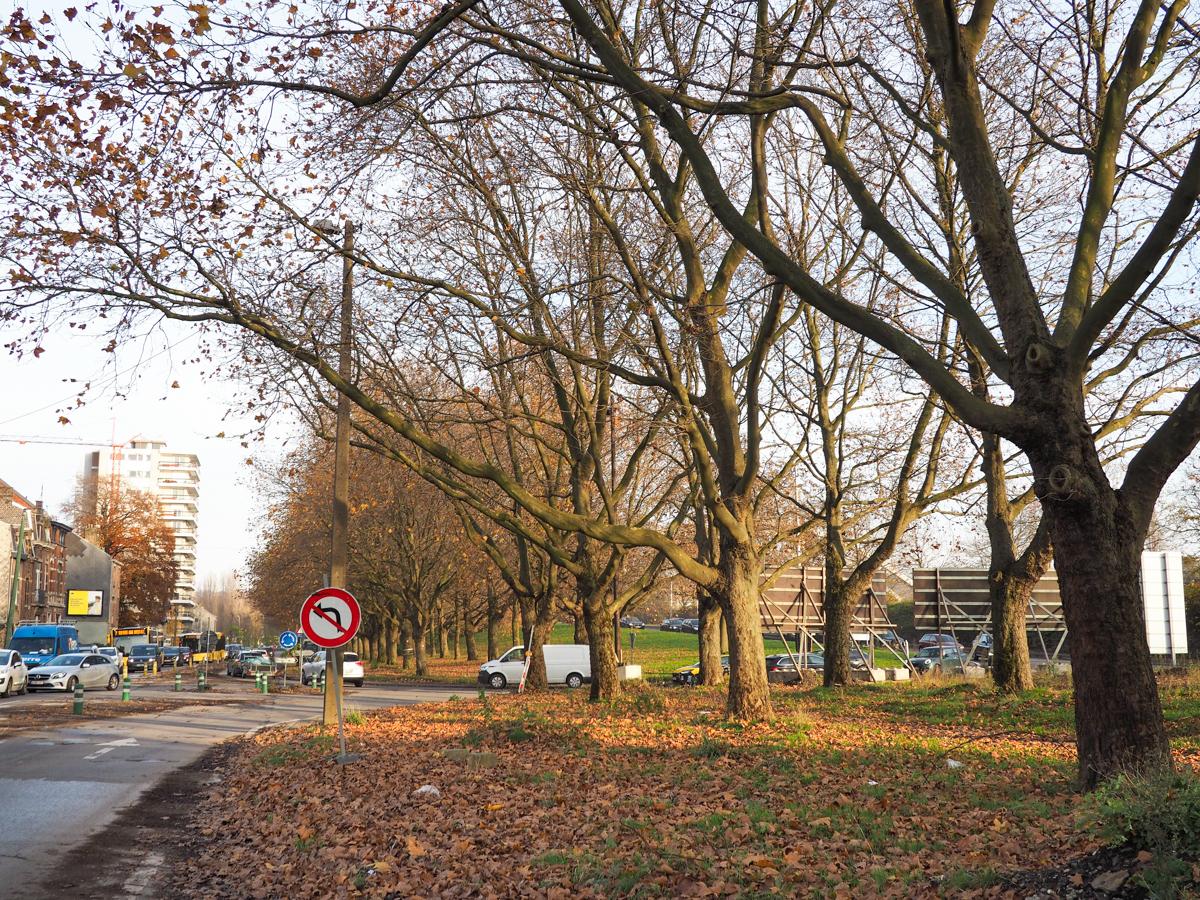 On va abattre les premiers arbres dans le cadre de l’extension du tram vers Herstal