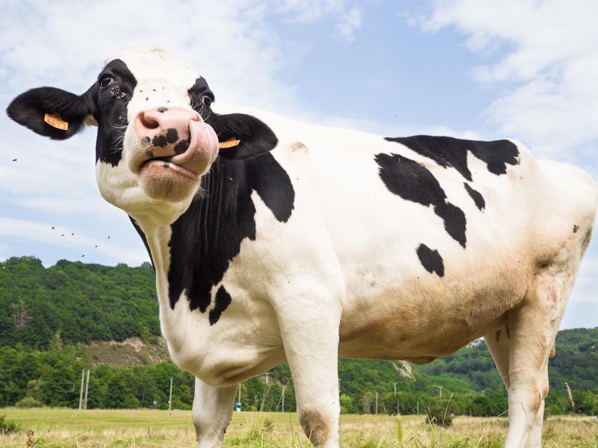 Une application pour privilégier le circuit court et les agriculteurs wallons