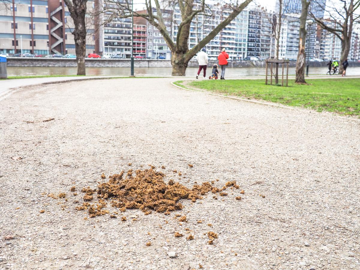 Quand les chevaux de la police fédérale se soulagent dans les allées du parc de la Boverie