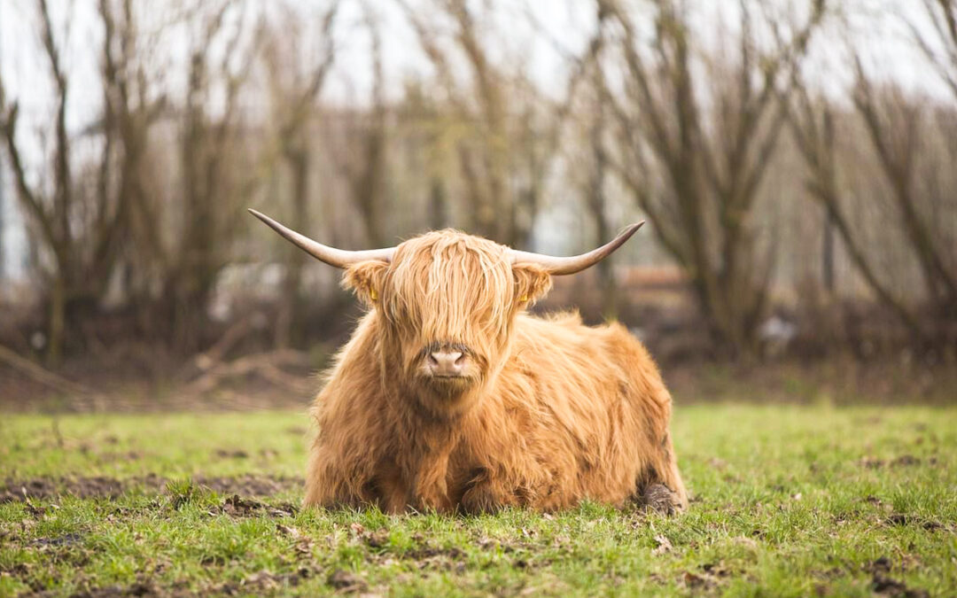 Un troupeau de vaches Highland au Sart-Tilman: on pourra les voir dès avril