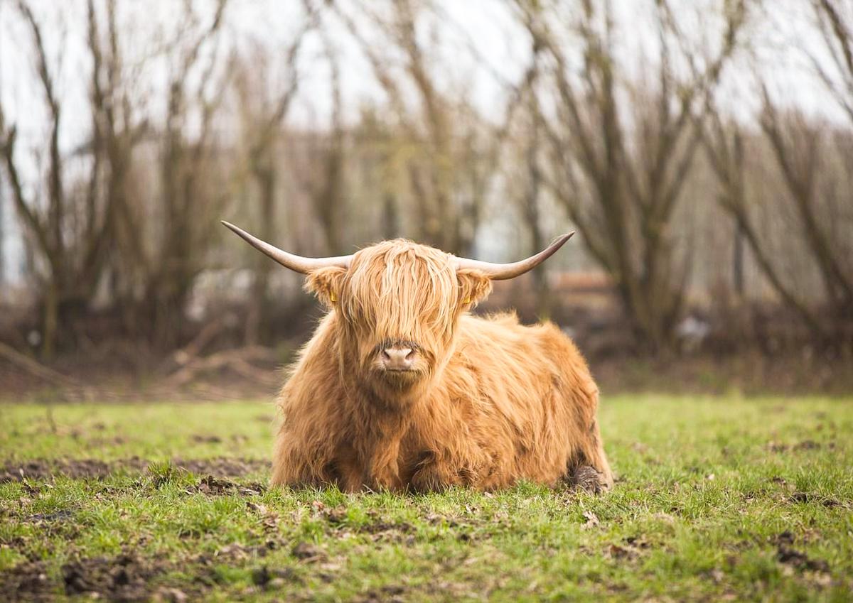 Un troupeau de vaches Highland au Sart-Tilman: on pourra les voir dès avril