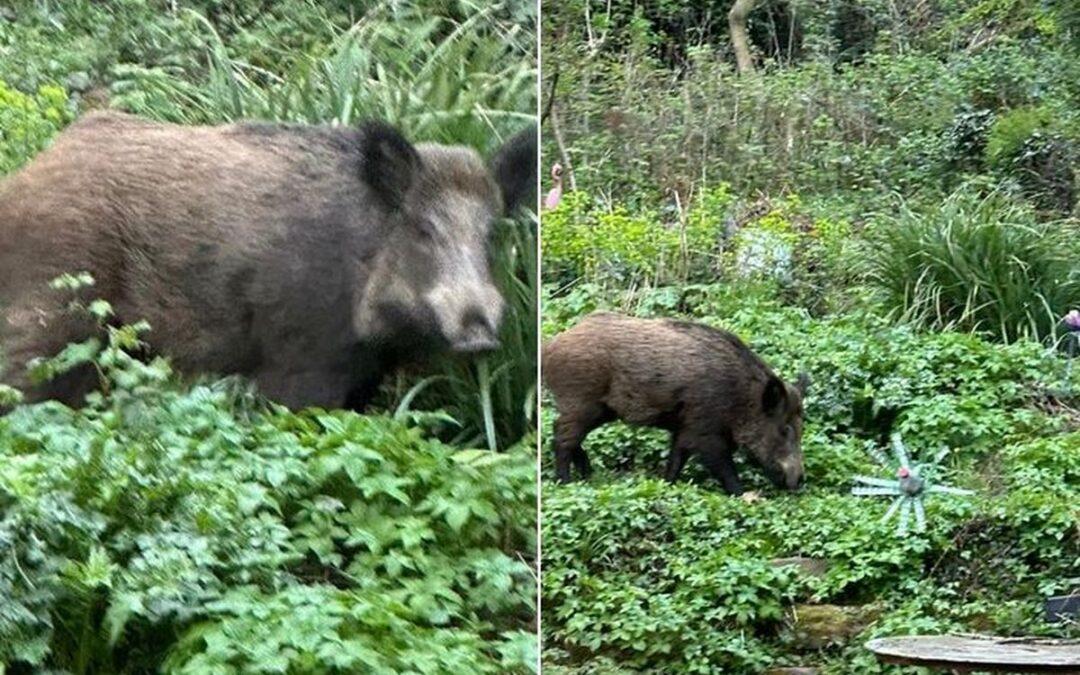 Un gros sanglier se promène actuellement dans les jardins du quartier du Laveu