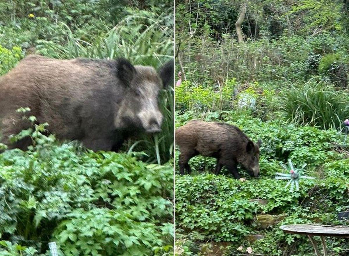 Un gros sanglier se promène actuellement dans les jardins du quartier du Laveu