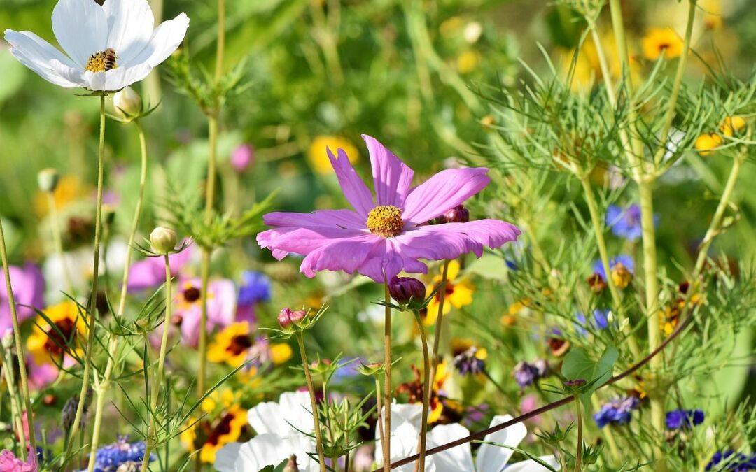 Première action de redynamisation du marché de Chênée: distribution de graines de fleurs ce mardi