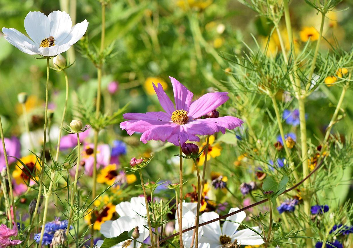 Première action de redynamisation du marché de Chênée: distribution de graines de fleurs ce mardi