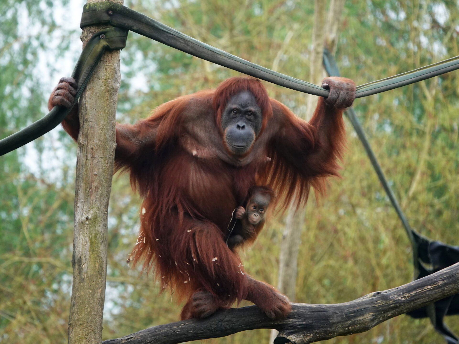 Espoir pour les orangs-outans : deux naissances exceptionnelles au Monde Sauvage