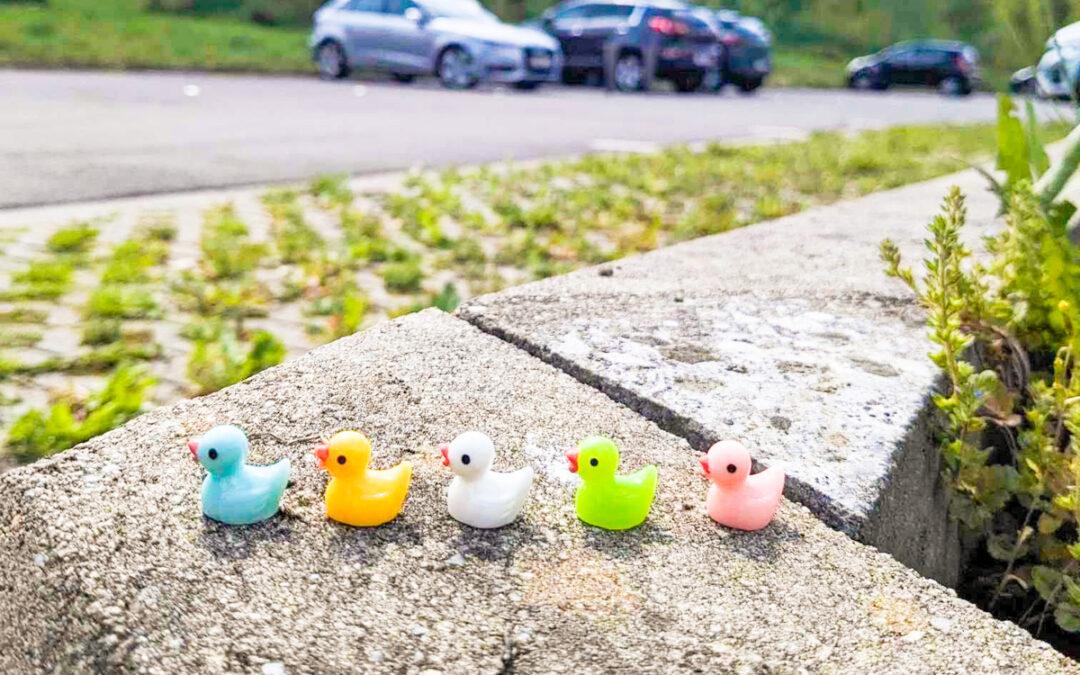 C’est la saison de la chasse aux (petit) canards sur le campus du Sart-Tilman