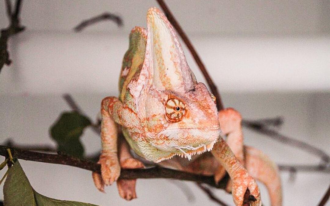 La Ville de Liège va ouvrir un refuge pour les nouveaux animaux de compagnie, en collaboration avec la clinique vétérinaire universitaire