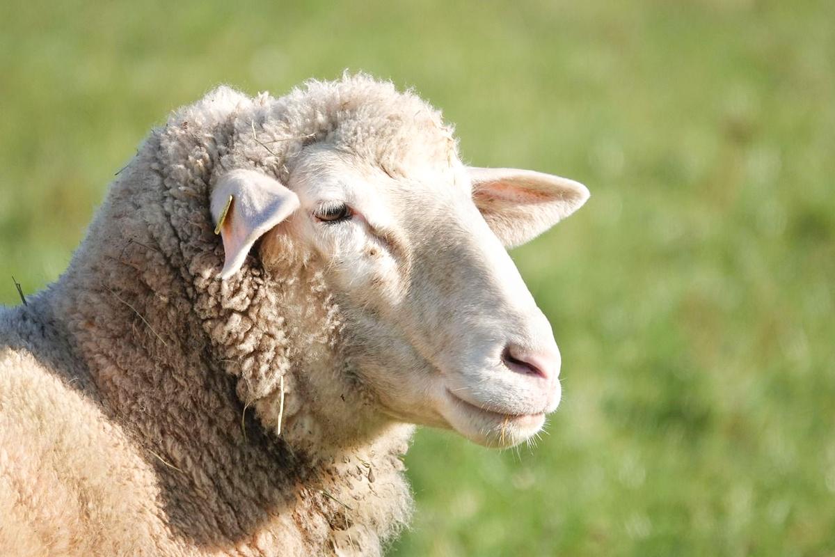 24.000 signataires et une échevine contre l’abattage rituel à domicile autorisé: « l’animal agonise plusieurs minutes en criant et en se vidant de son sang »