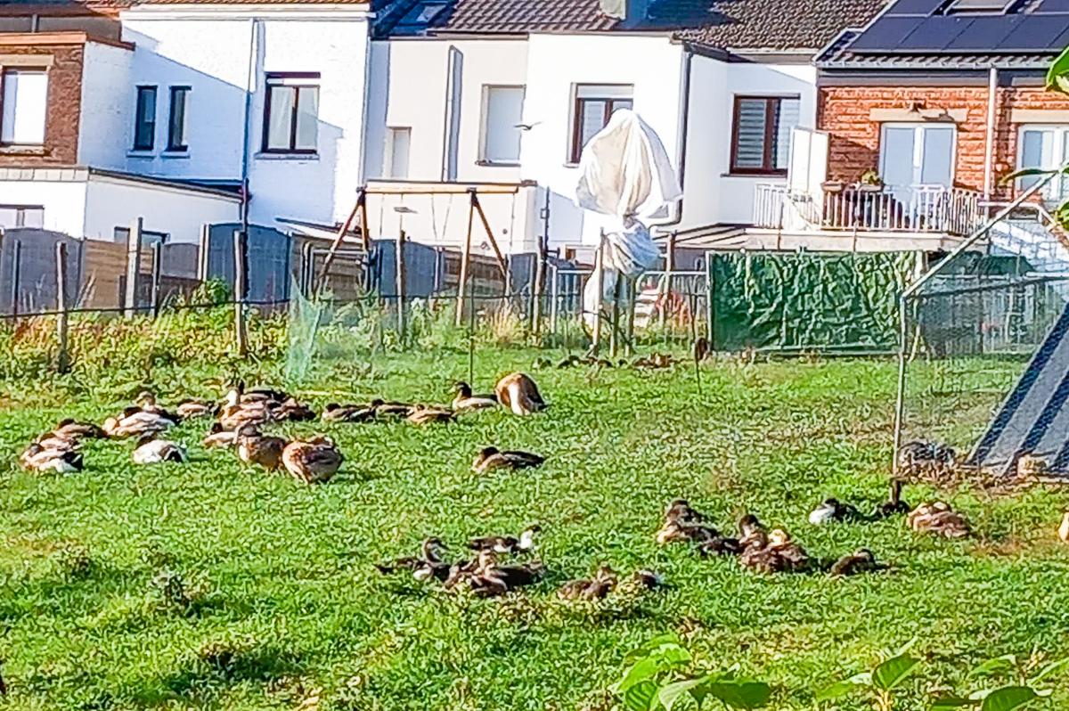« Accepter un élevage de 200 canards au fond de son jardin? »: une demande de permis crispe au Laveu