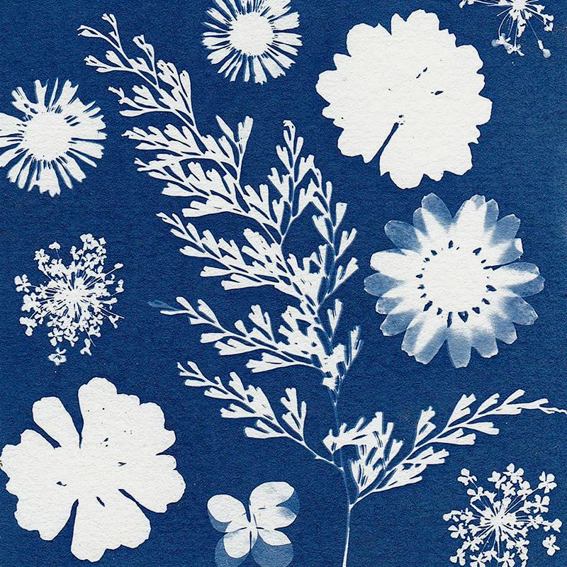 Photo alternative : le cyanotype (2 jours)
