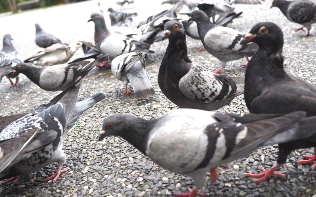 Un distributeur automatique de graines contraceptives place Saint-Lambert: « ne nourrissez plus les pigeons ! »
