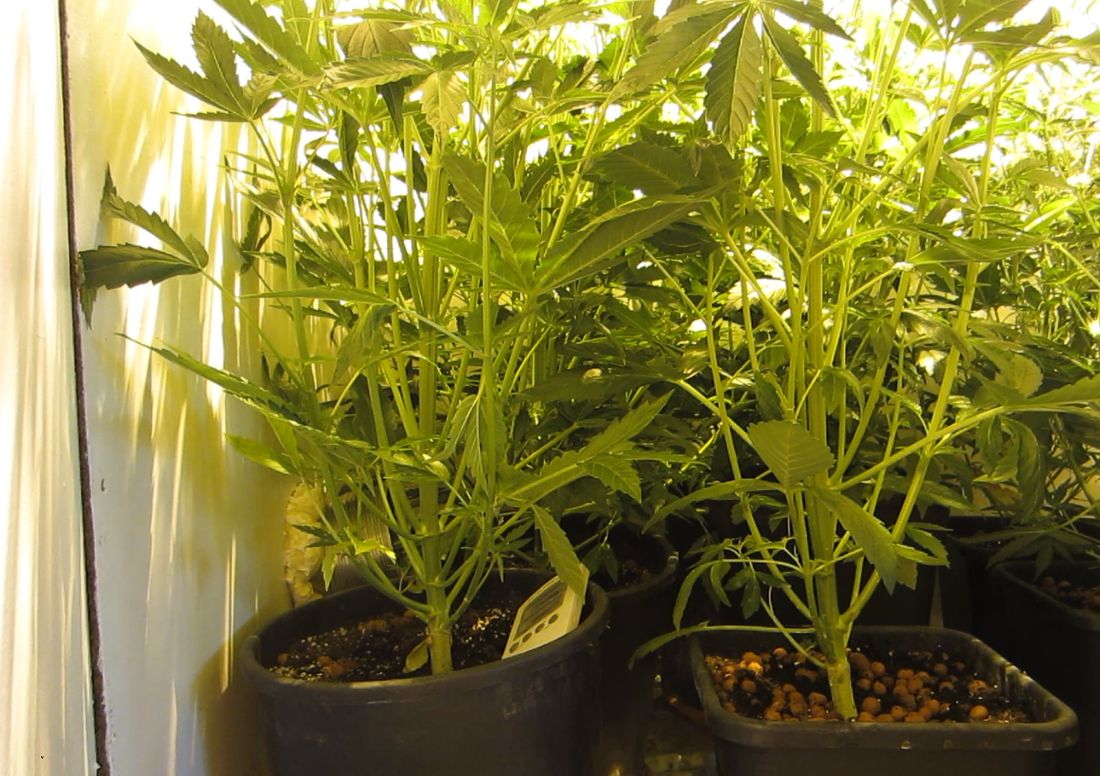 Une culture de 700 plants de cannabis rue Grétry conduit à de multiples arrestations en région liégeoise