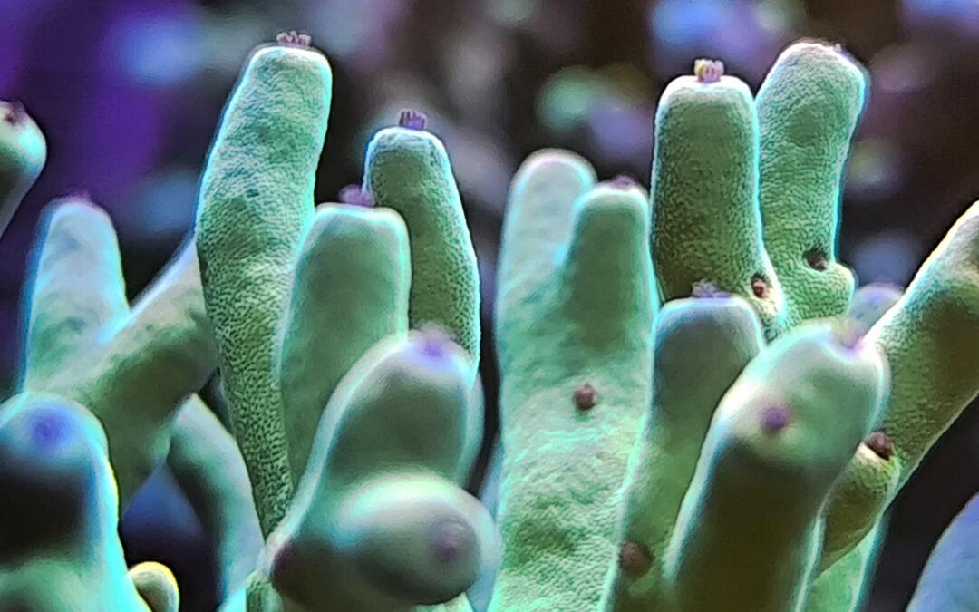 Agenda ► L’Aquarium, en conférence : coraux en captivité