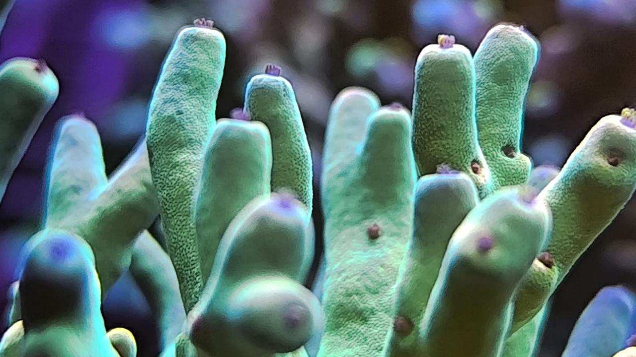 L’Aquarium, en conférence : coraux en captivité